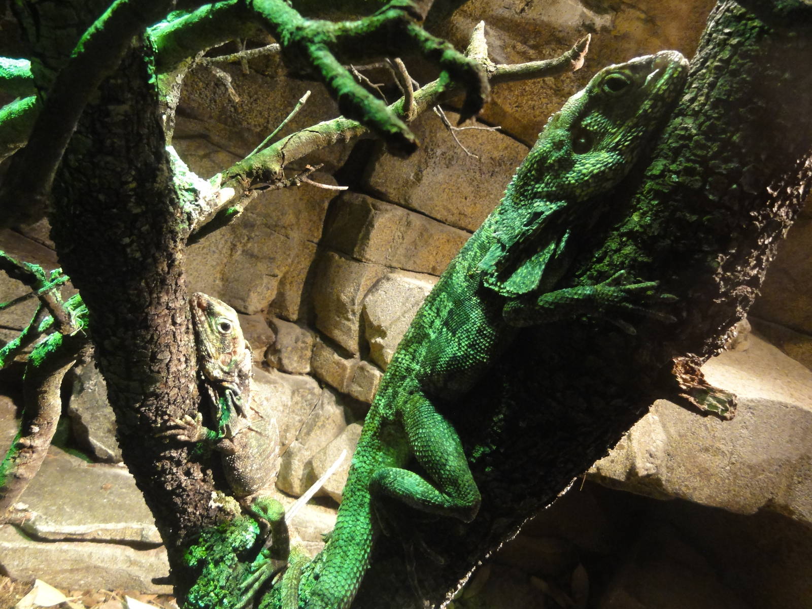 Faunia Christmas 2016: Faunia Christmas 2016: Nocturnal area