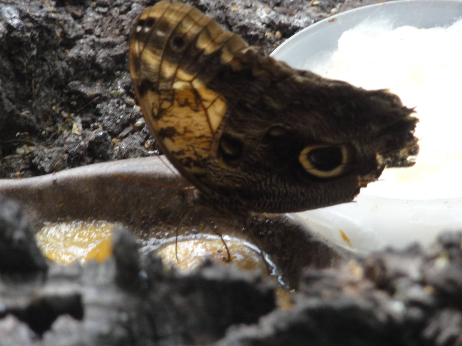 Faunia Christmas 2016: Garden of Eden