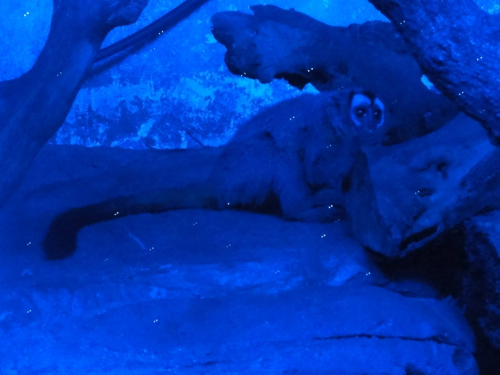 Faunia Christmas 2016: Nocturnal area