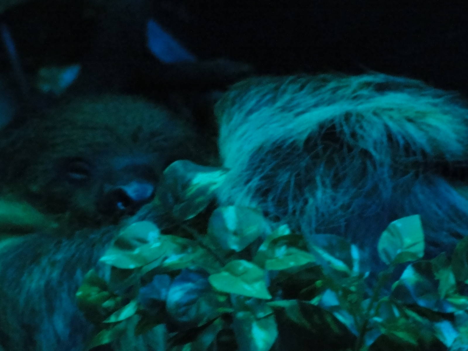 Faunia Christmas 2016: Nocturnal area