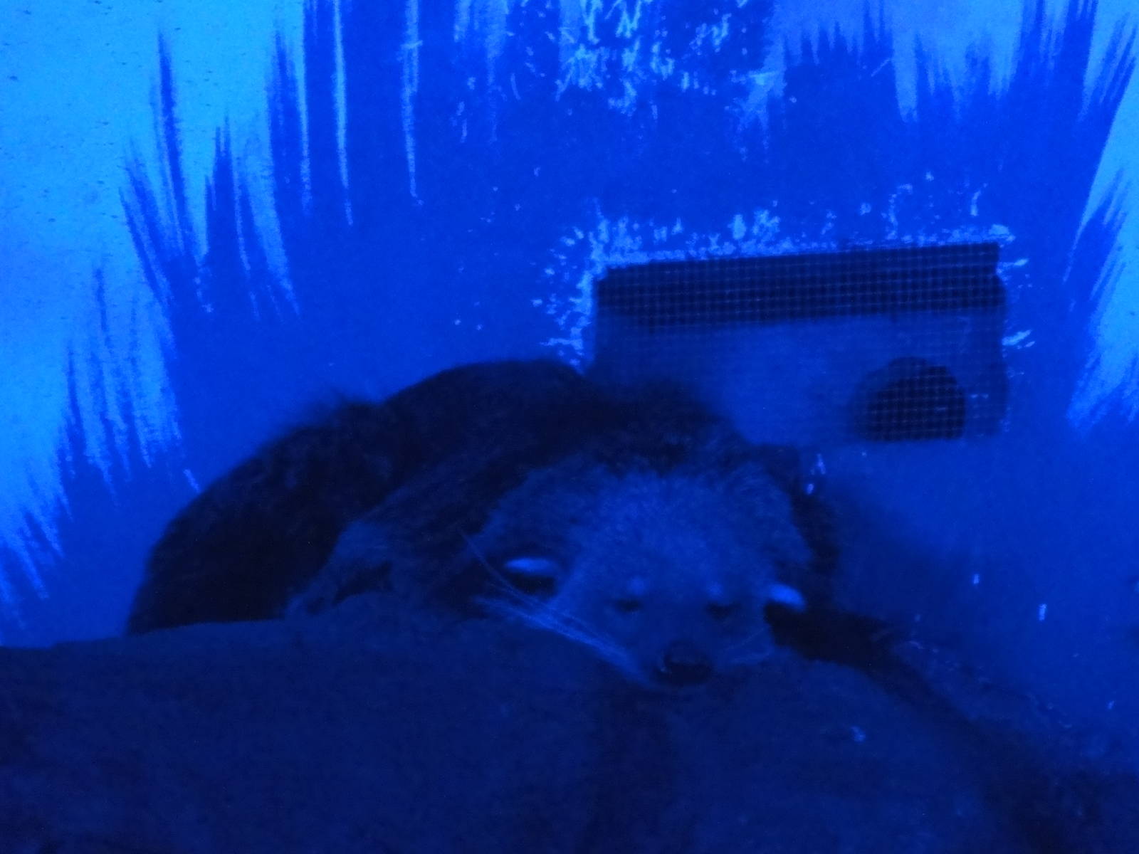 Faunia Christmas 2016: Nocturnal area