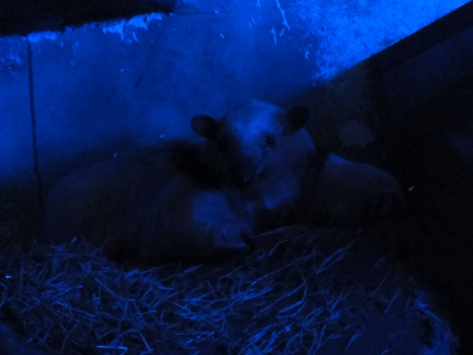 Faunia Christmas 2016: Nocturnal area