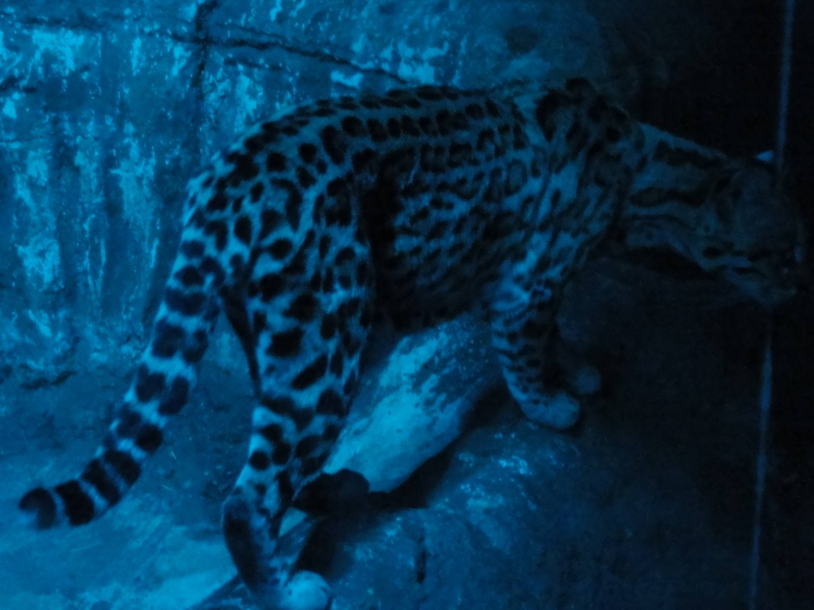 Faunia Christmas 2016: Nocturnal area