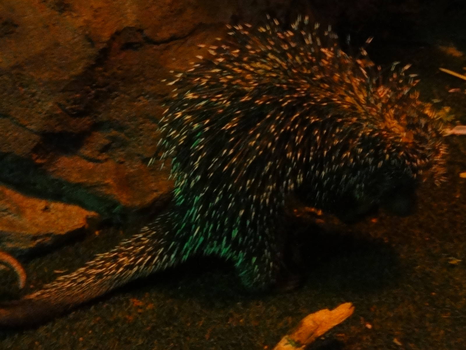 Faunia Christmas 2016: Nocturnal area