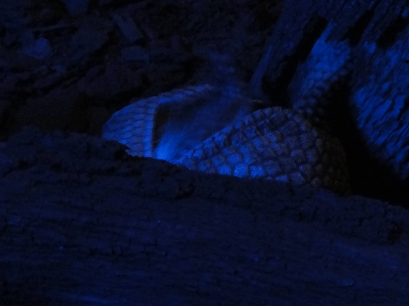 Faunia Christmas 2016: Nocturnal area