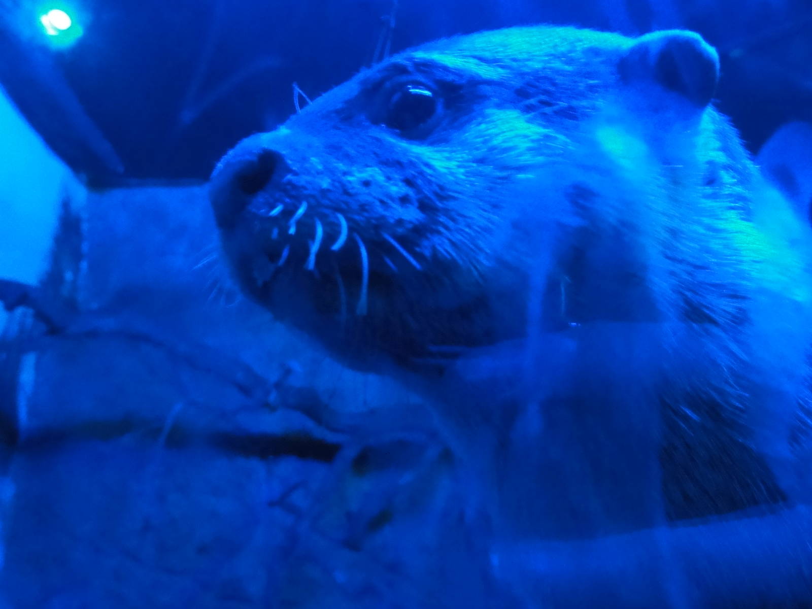 Faunia Christmas 2016: Nocturnal area