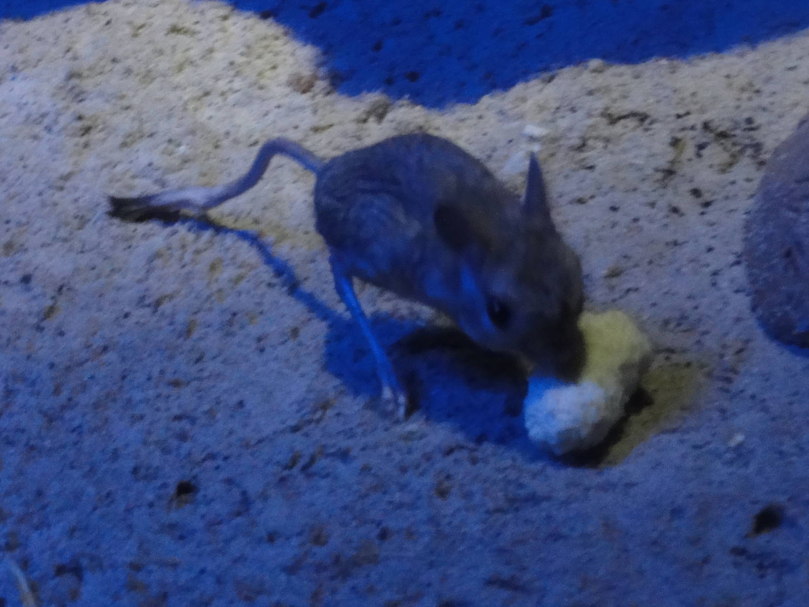 Faunia Christmas 2016: Nocturnal zone