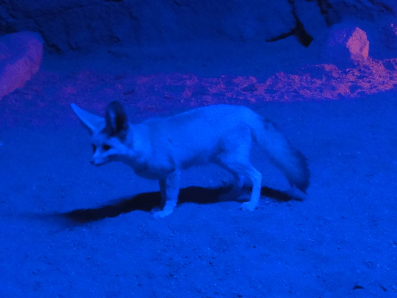 Faunia Christmas 2016: Nocturnal zone