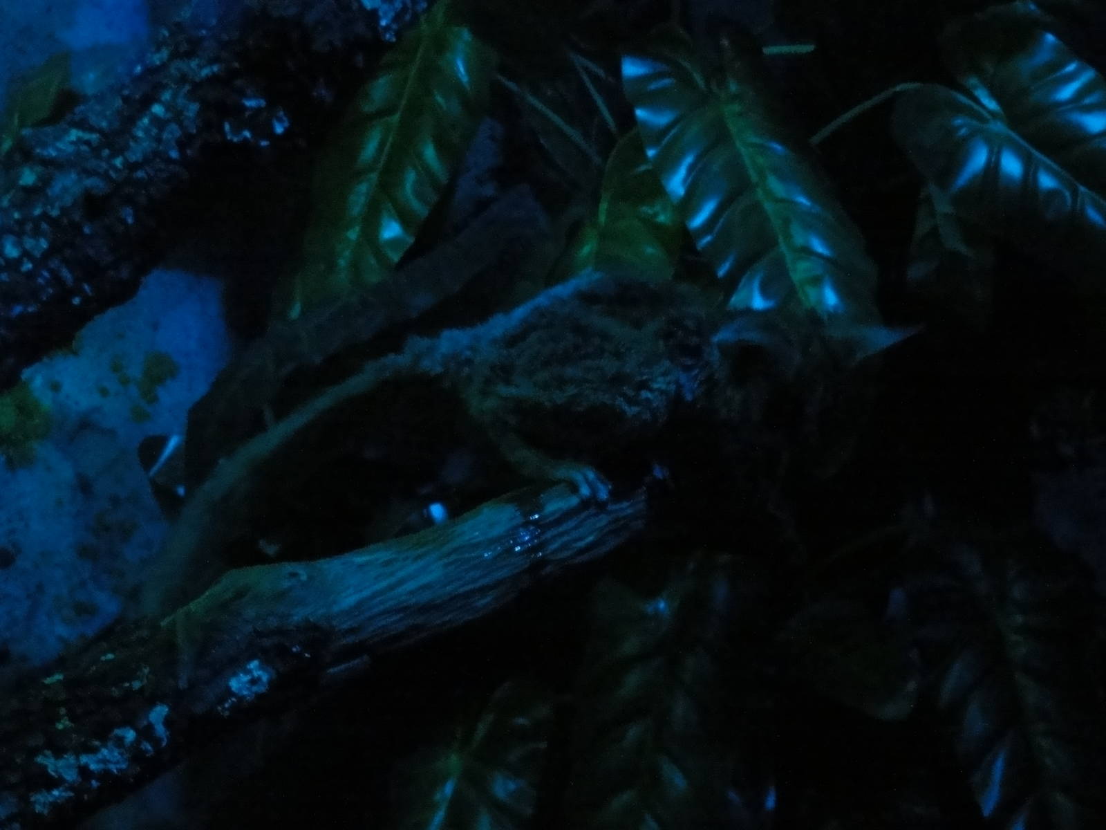 Faunia Christmas 2016: Nocturnal zone