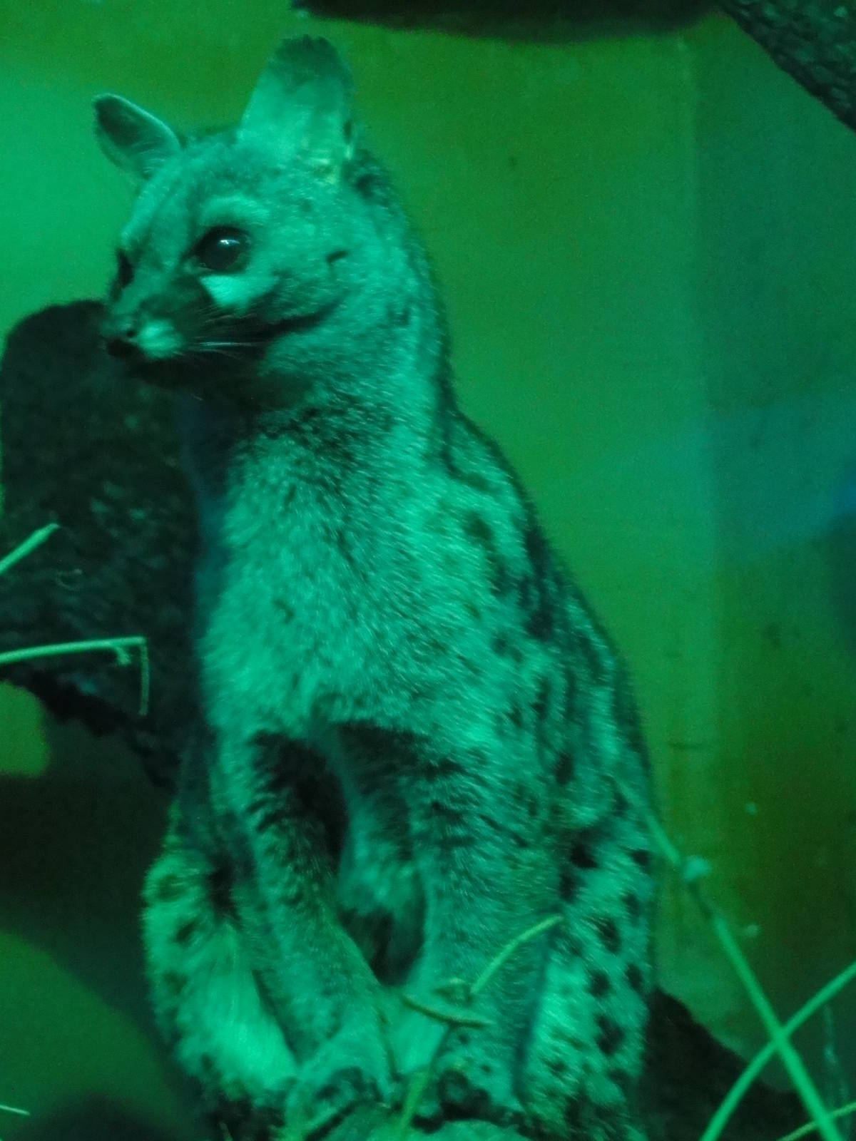 Faunia Christmas 2016: Nocturnal zone