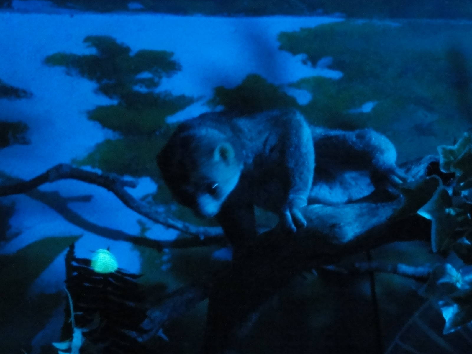 Faunia Christmas 2016: Nocturnal zone