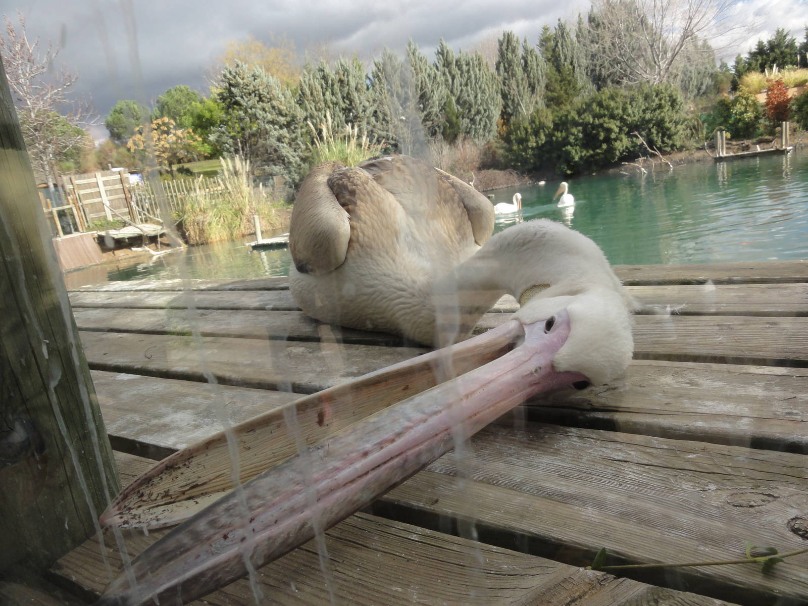 Faunia Christmas 2016: Pelican lake