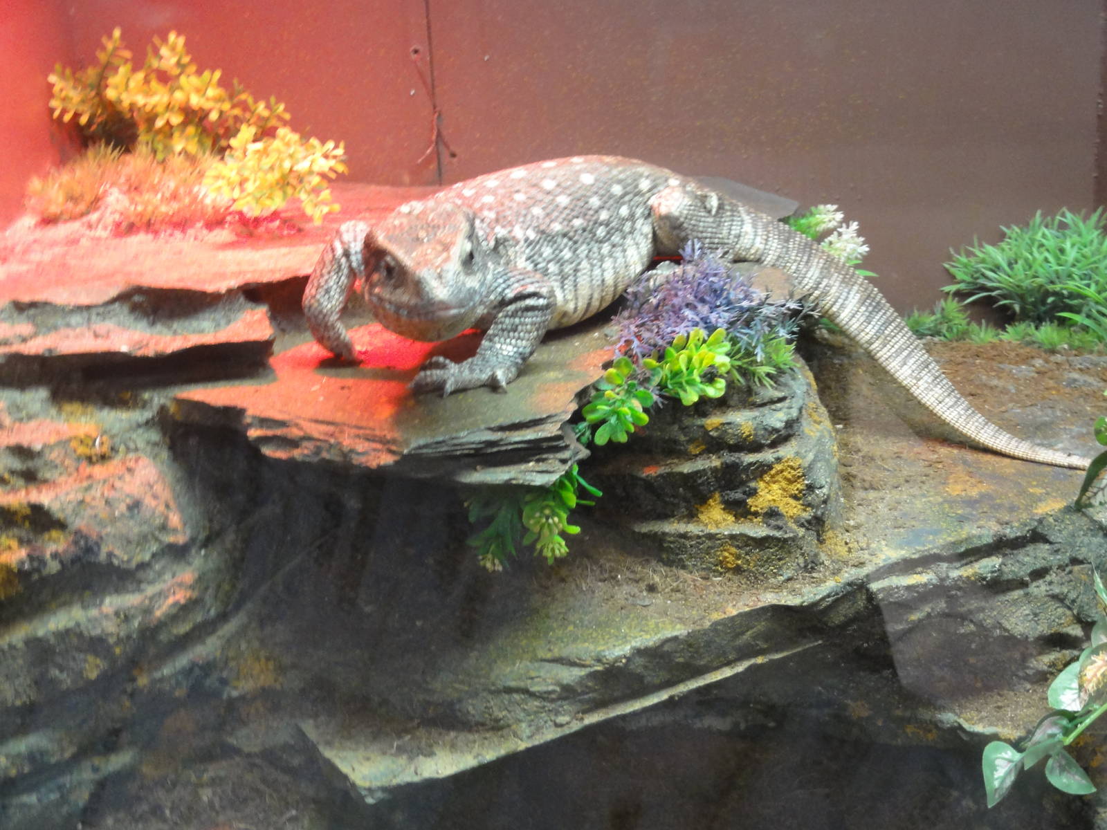 Faunia Christmas 2016: Savannah monitor