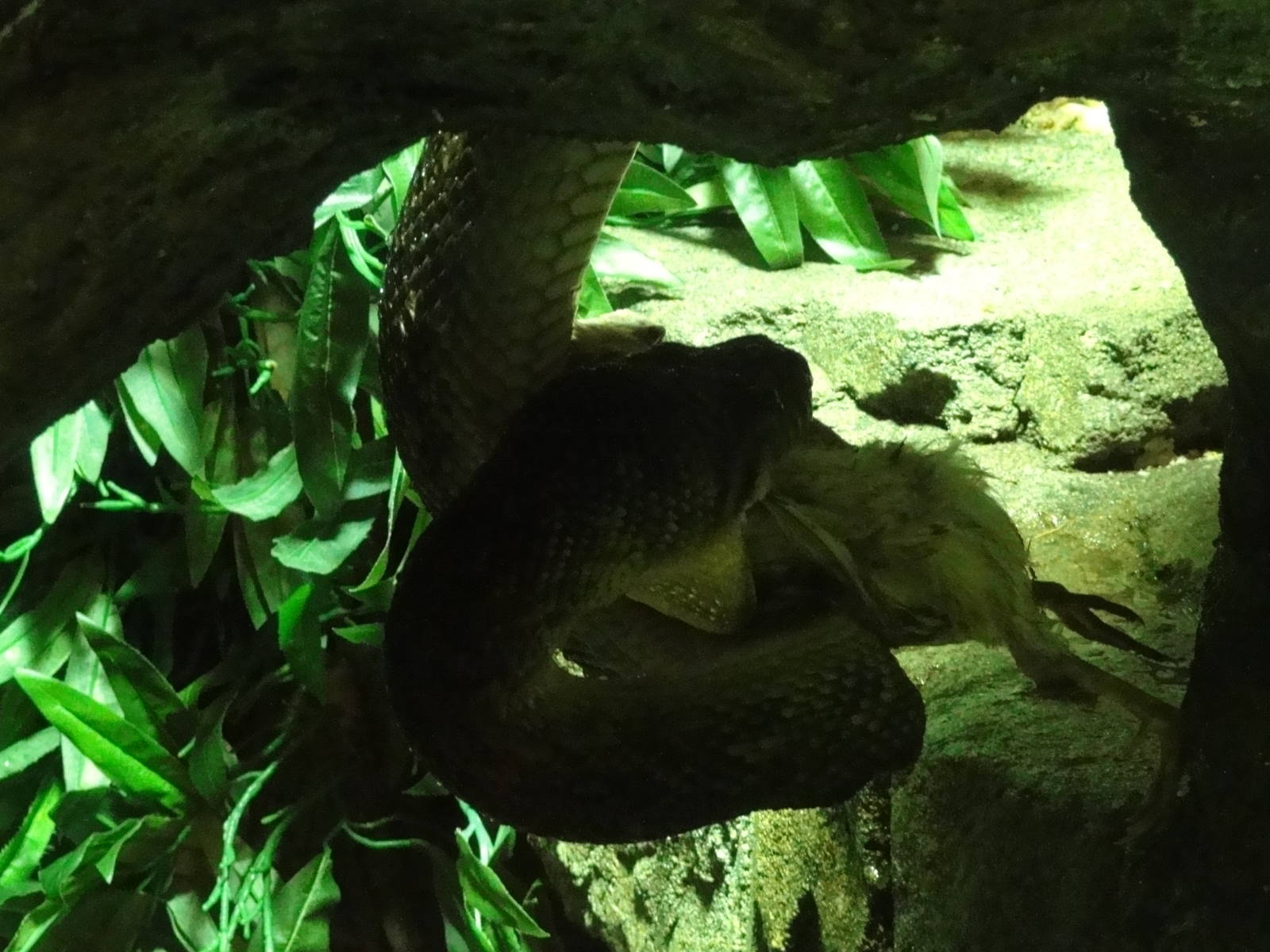 Faunia Christmas 2016: subterranian reptile house