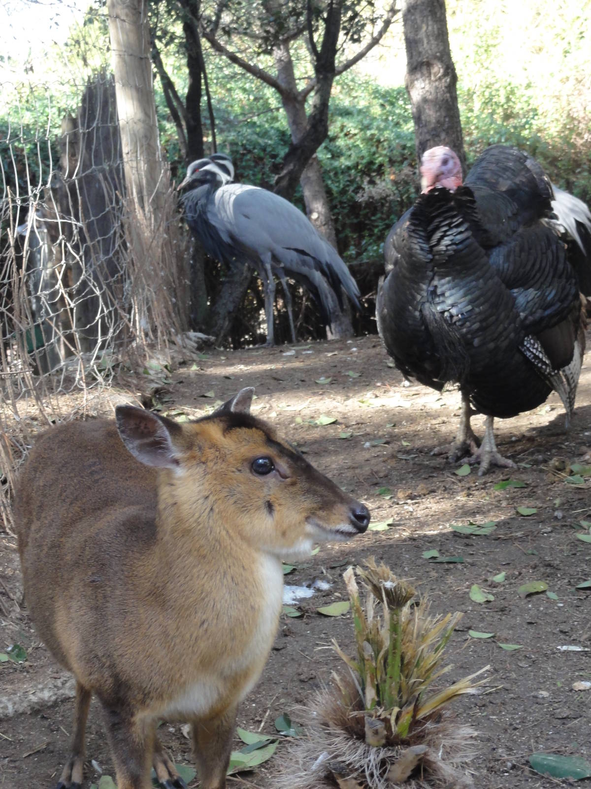 Faunia Christmas 2016: Temperate forest walkthrough.
