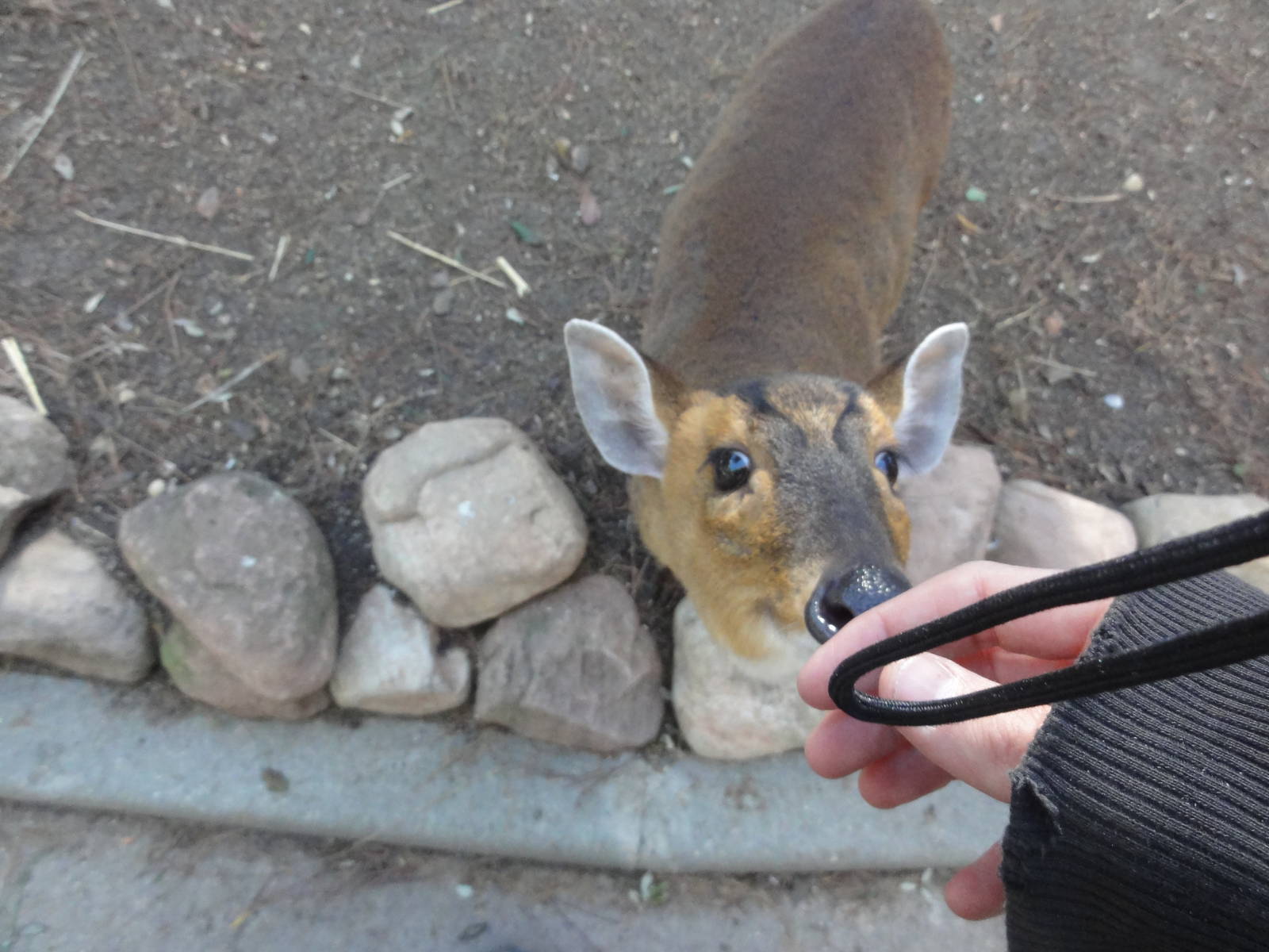 Faunia Christmas 2016: Temperate forest walkthrough.