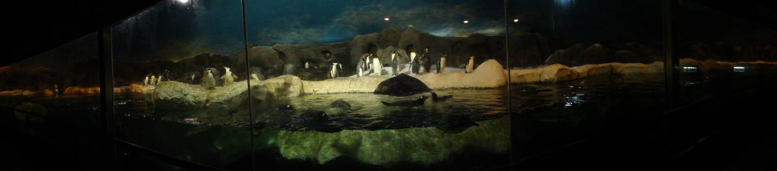 Faunia Christmas 2016: the poles