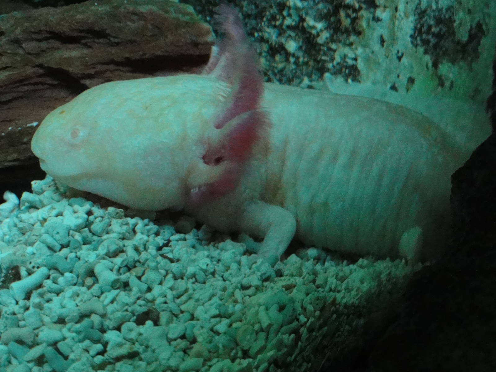 Faunia Christmas 2016: Underground reptile house