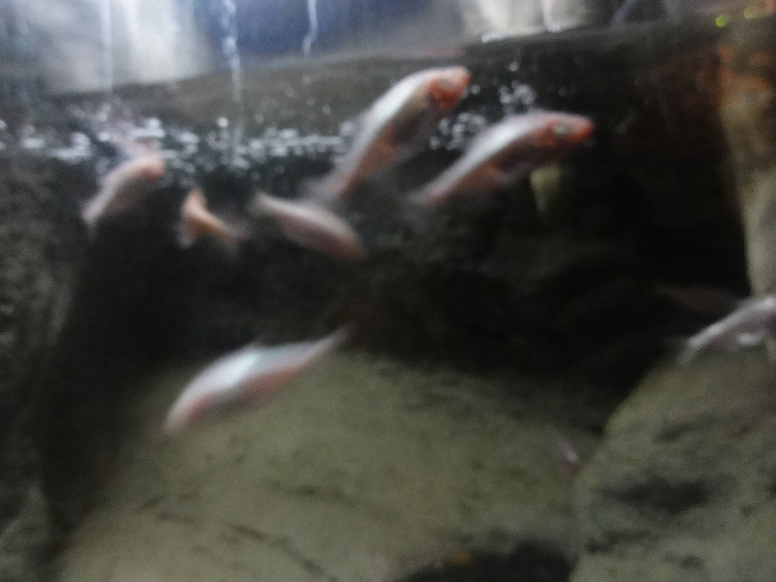 Faunia Christmas 2016: Underground reptile house