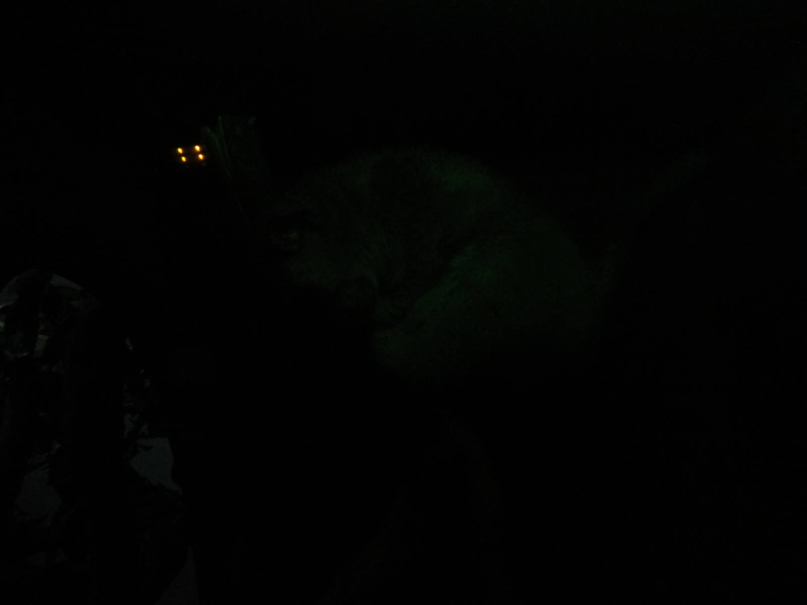 Faunia Christmas 2016: VENOM