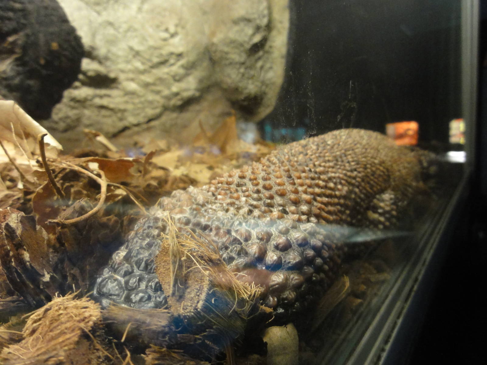 Faunia Christmas 2016: VENOM