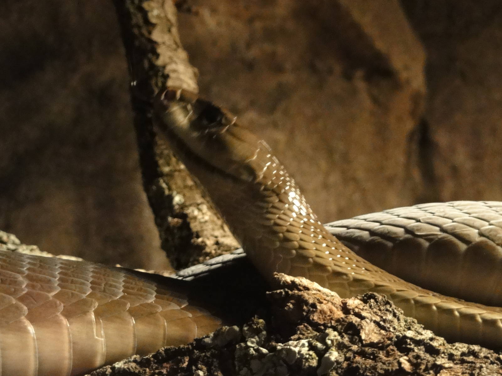 Faunia Christmas 2016: VENOM