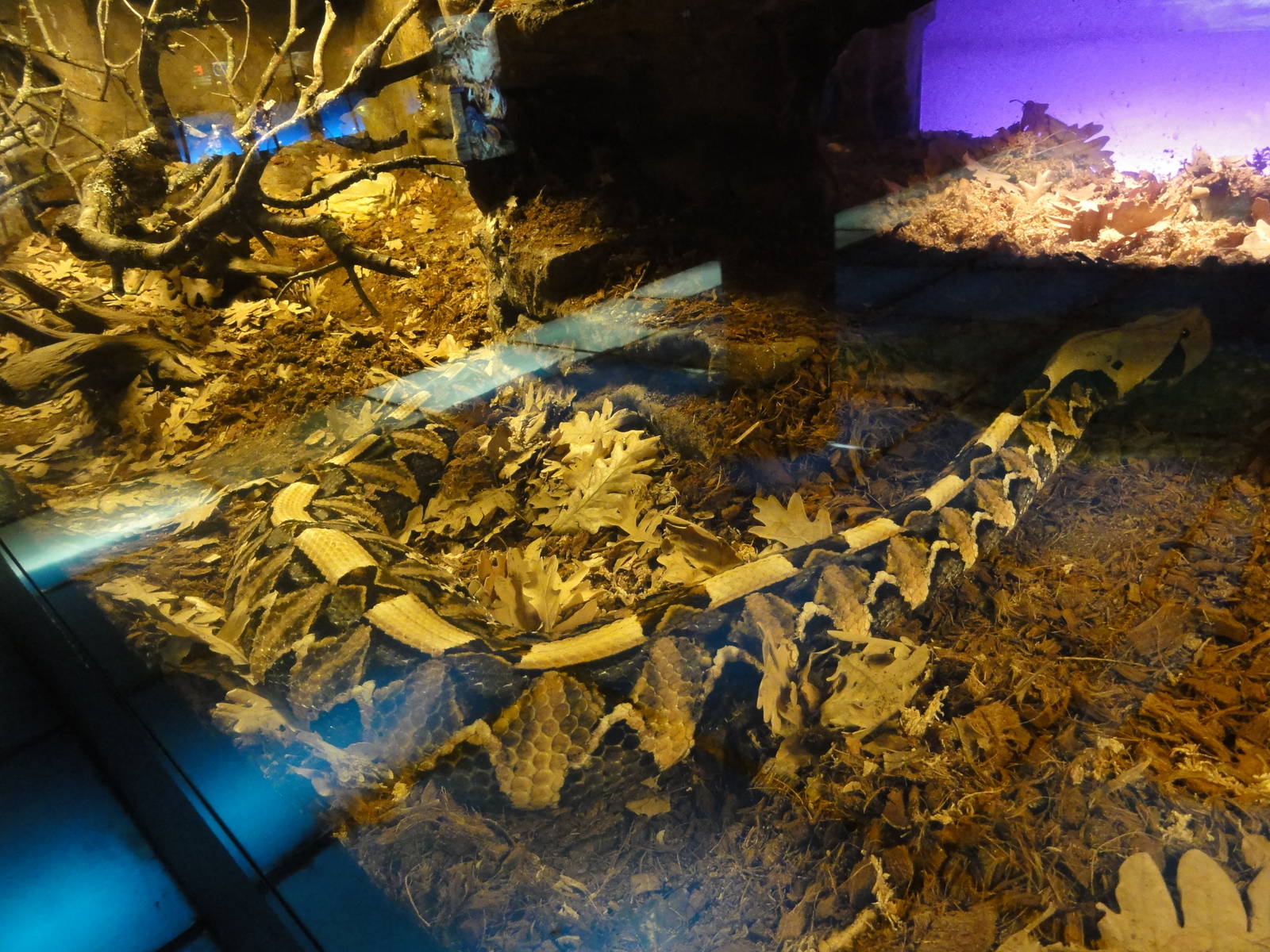 Faunia Christmas 2016: VENOM