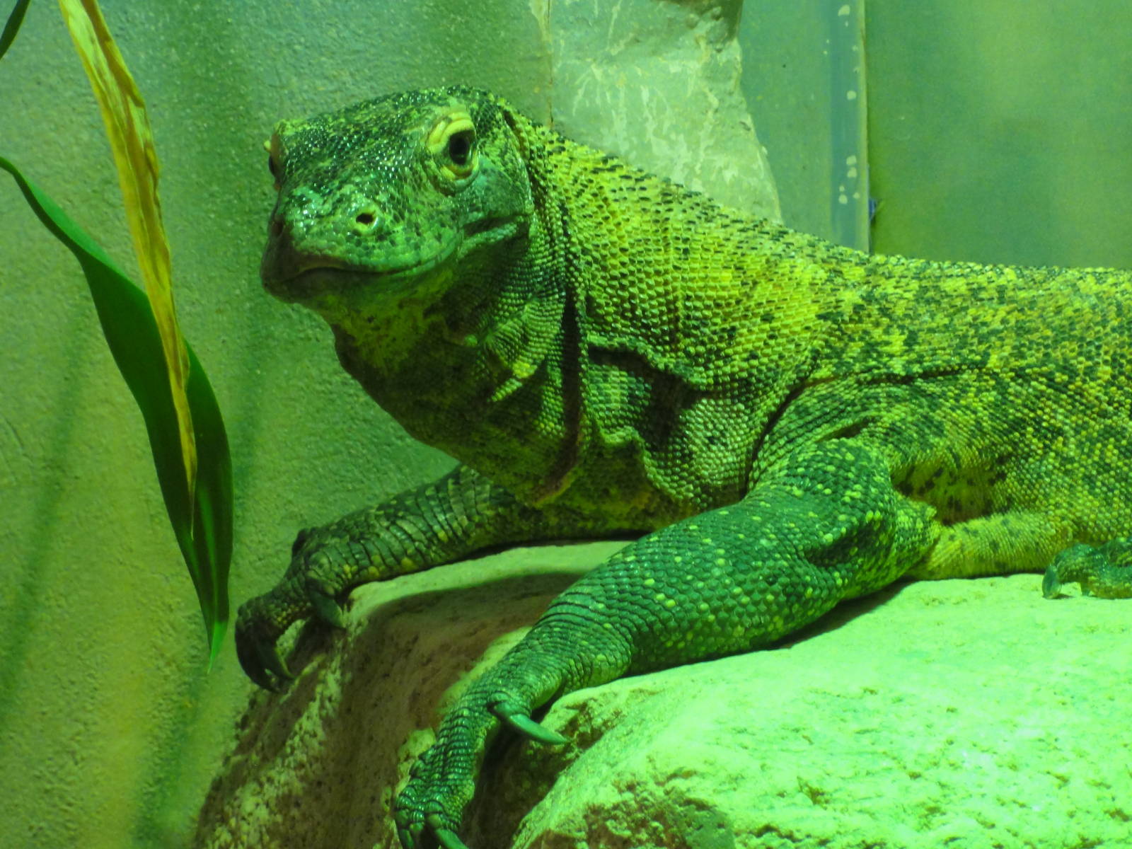 Faunia Christmas 2016: Young dragon