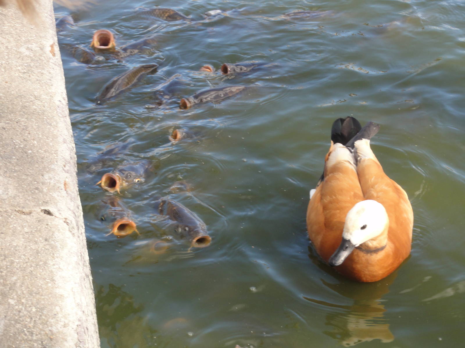 Faunia Christmas 2016