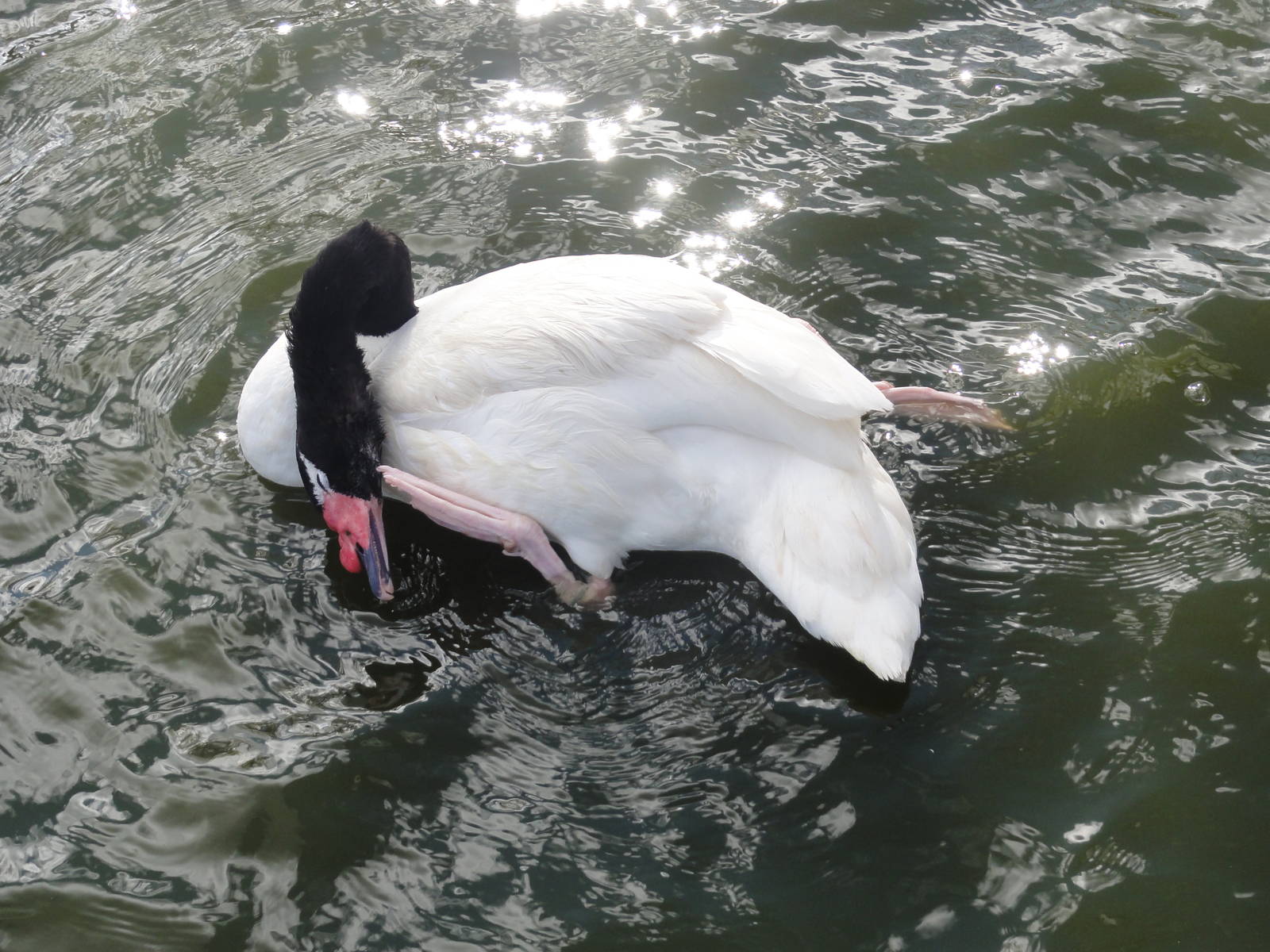 Faunia Christmas 2016