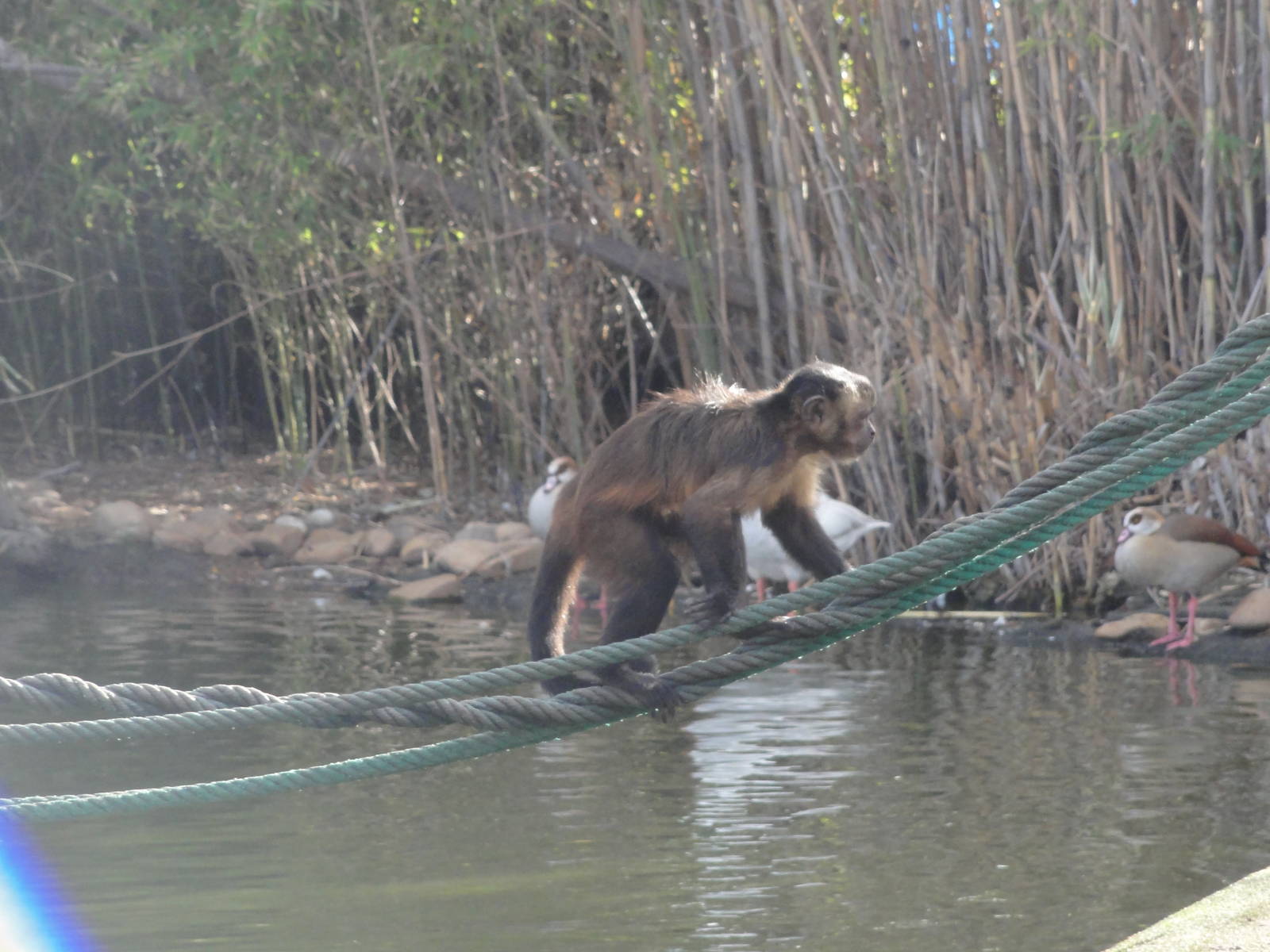 Faunia Christmas 2016