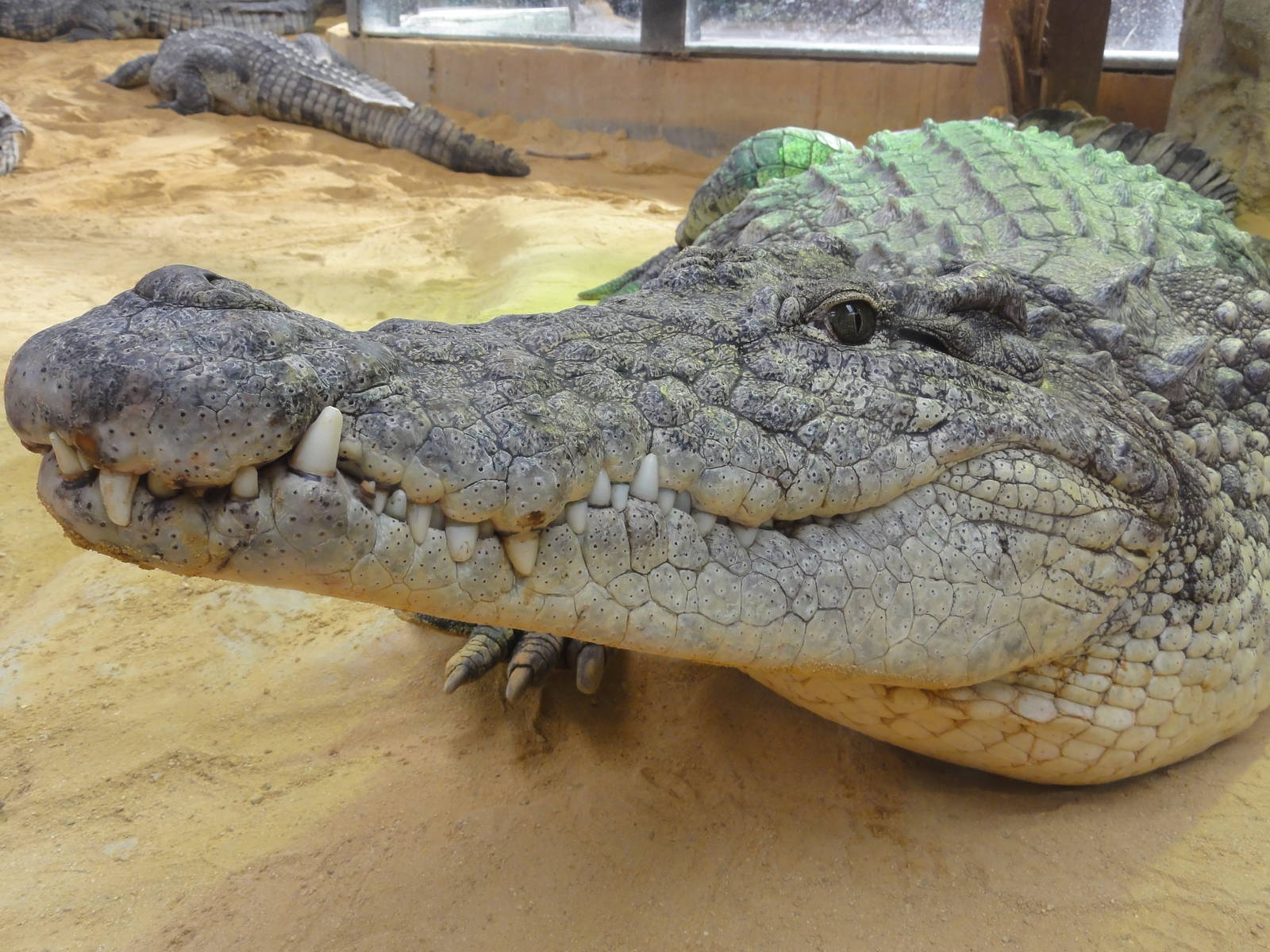 Faunia Christmas 2016