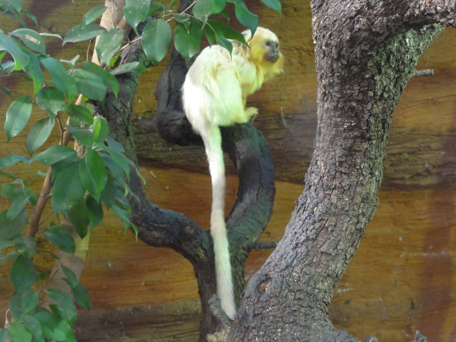 Faunia Christmas 2016