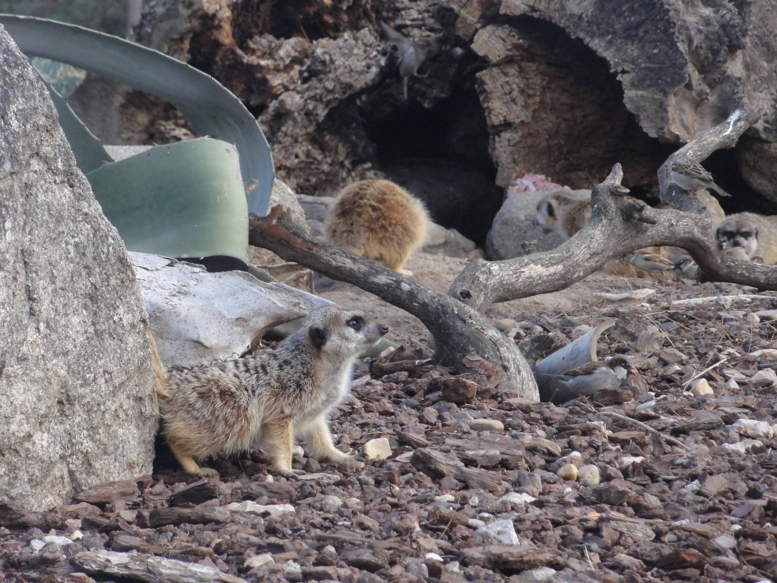 Faunia Christmas 2016