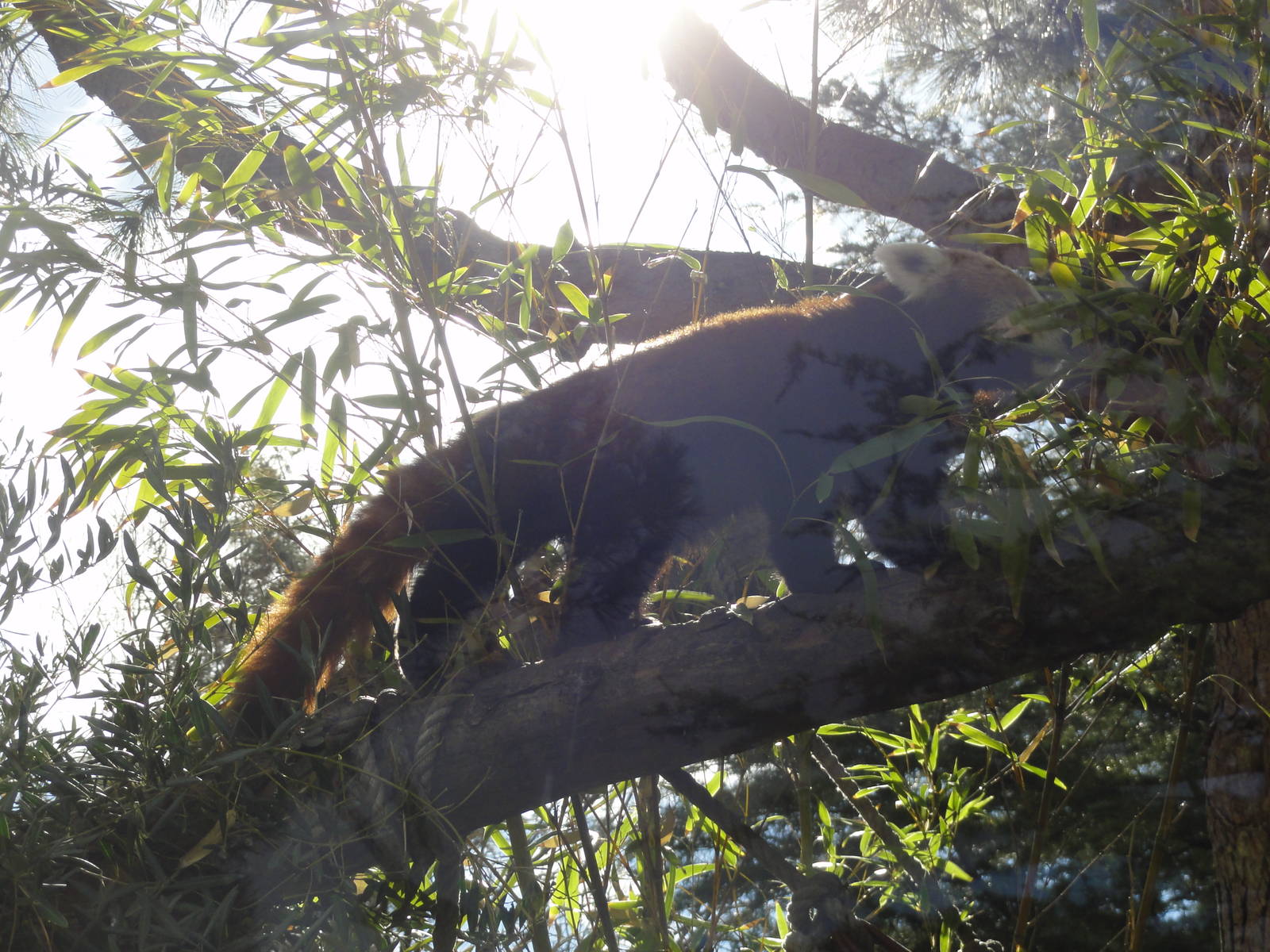 Faunia Christmas 2016