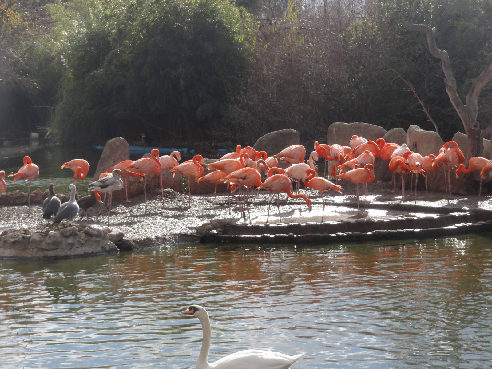 Faunia Christmas 2016