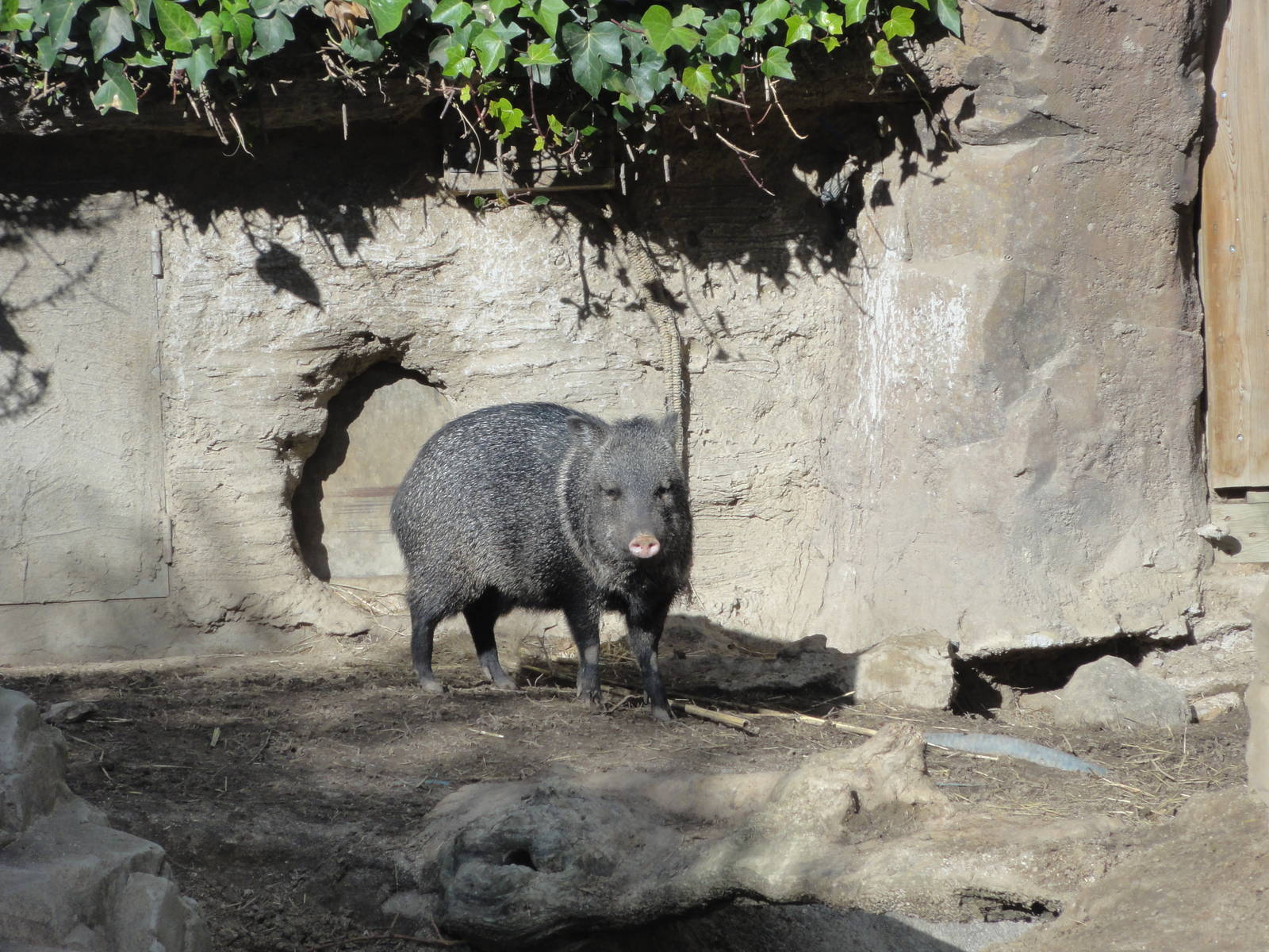 Faunia Christmas 2016