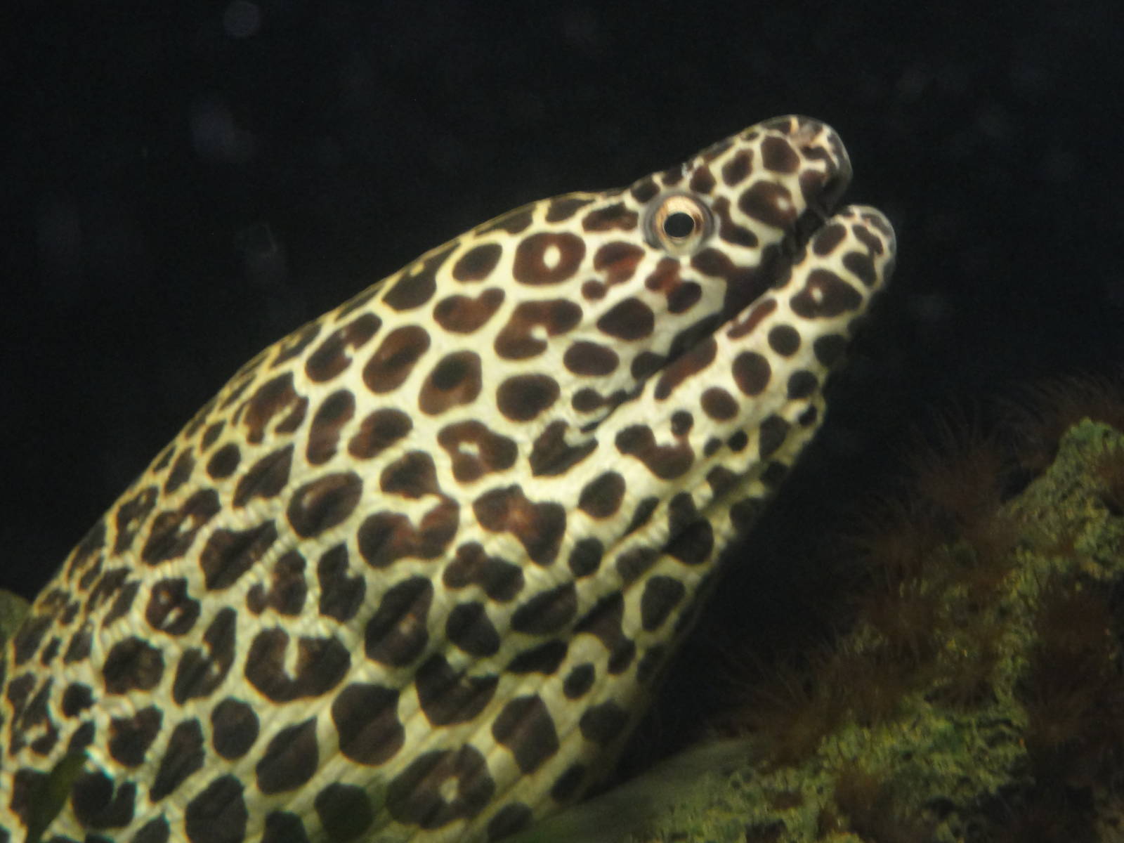 Faunia Christmas 2016