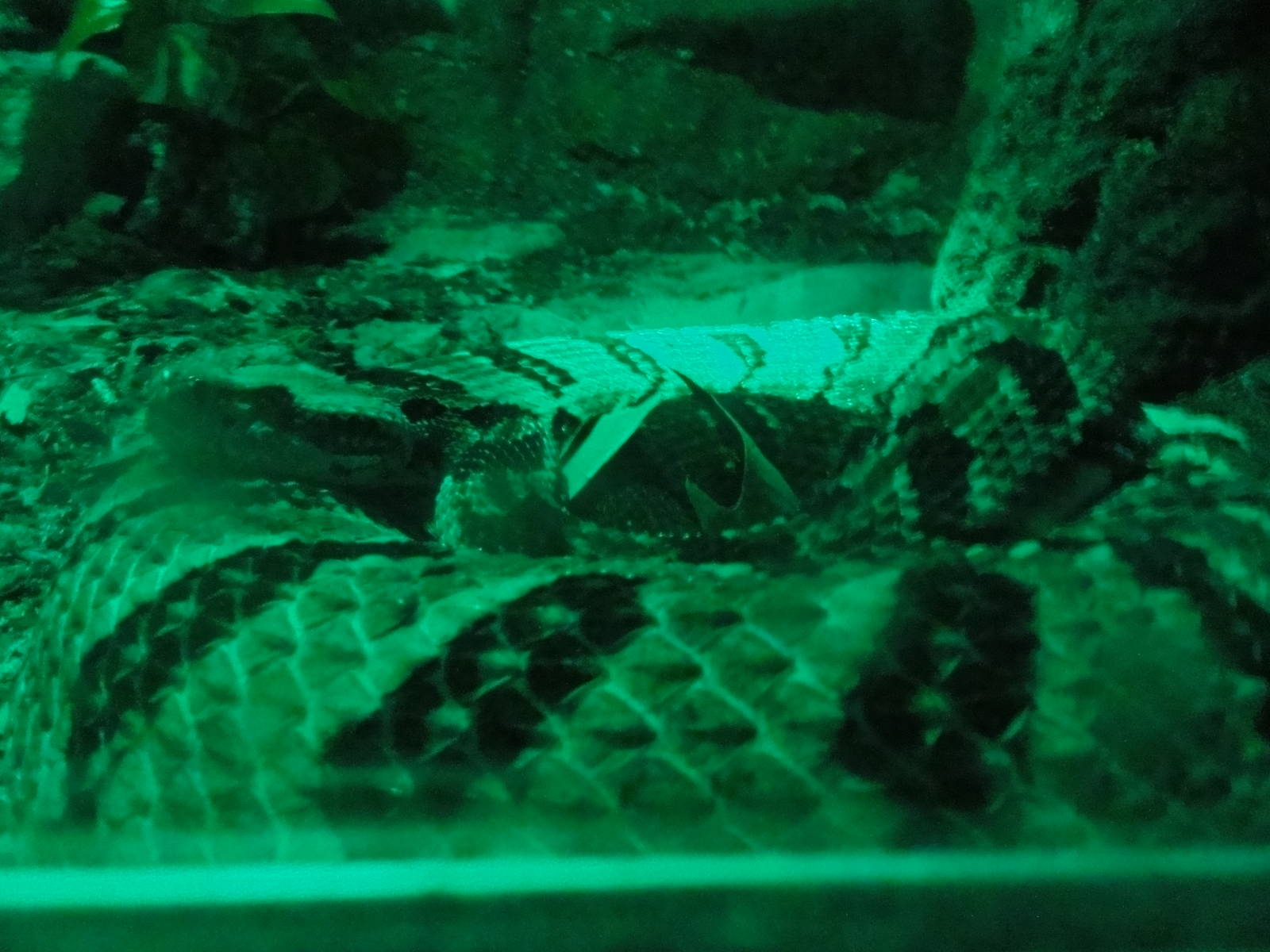 Faunia Christmas 2016