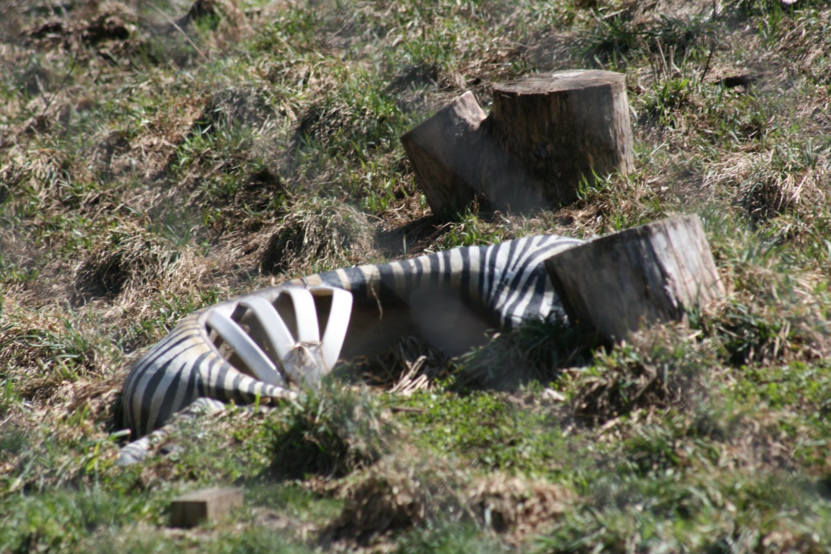Faux Zebra Carcass(in Lion Enclosure)
