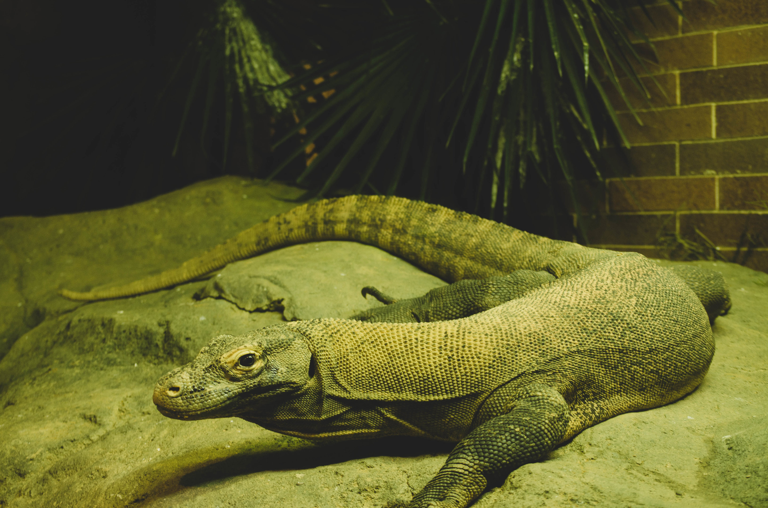 Favorite animal at the zoo