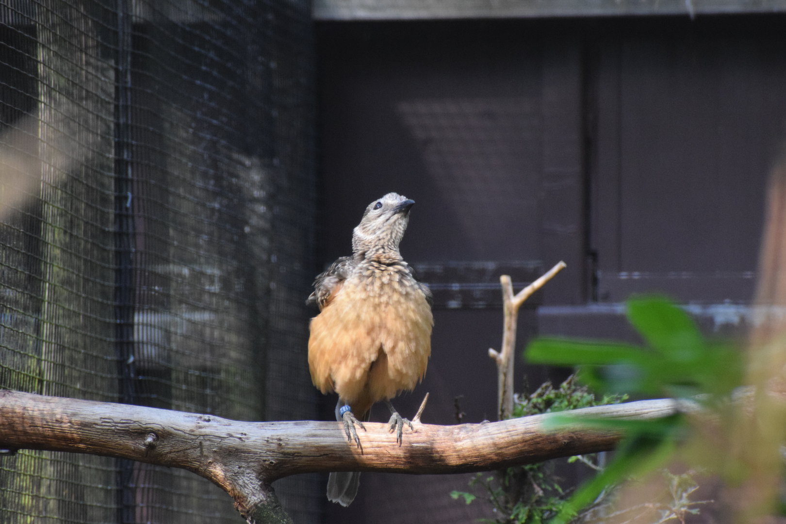 Fawn-breasted bowebird - August 2023