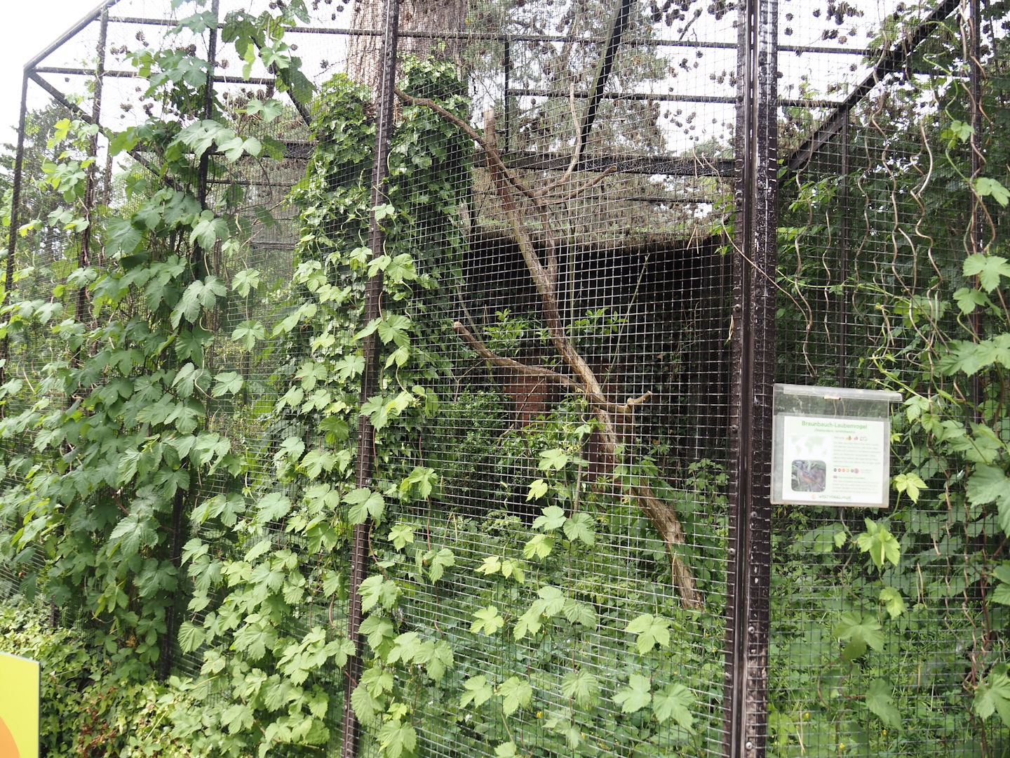 Fawn-breasted bowerbird aviary, 2024-05-21