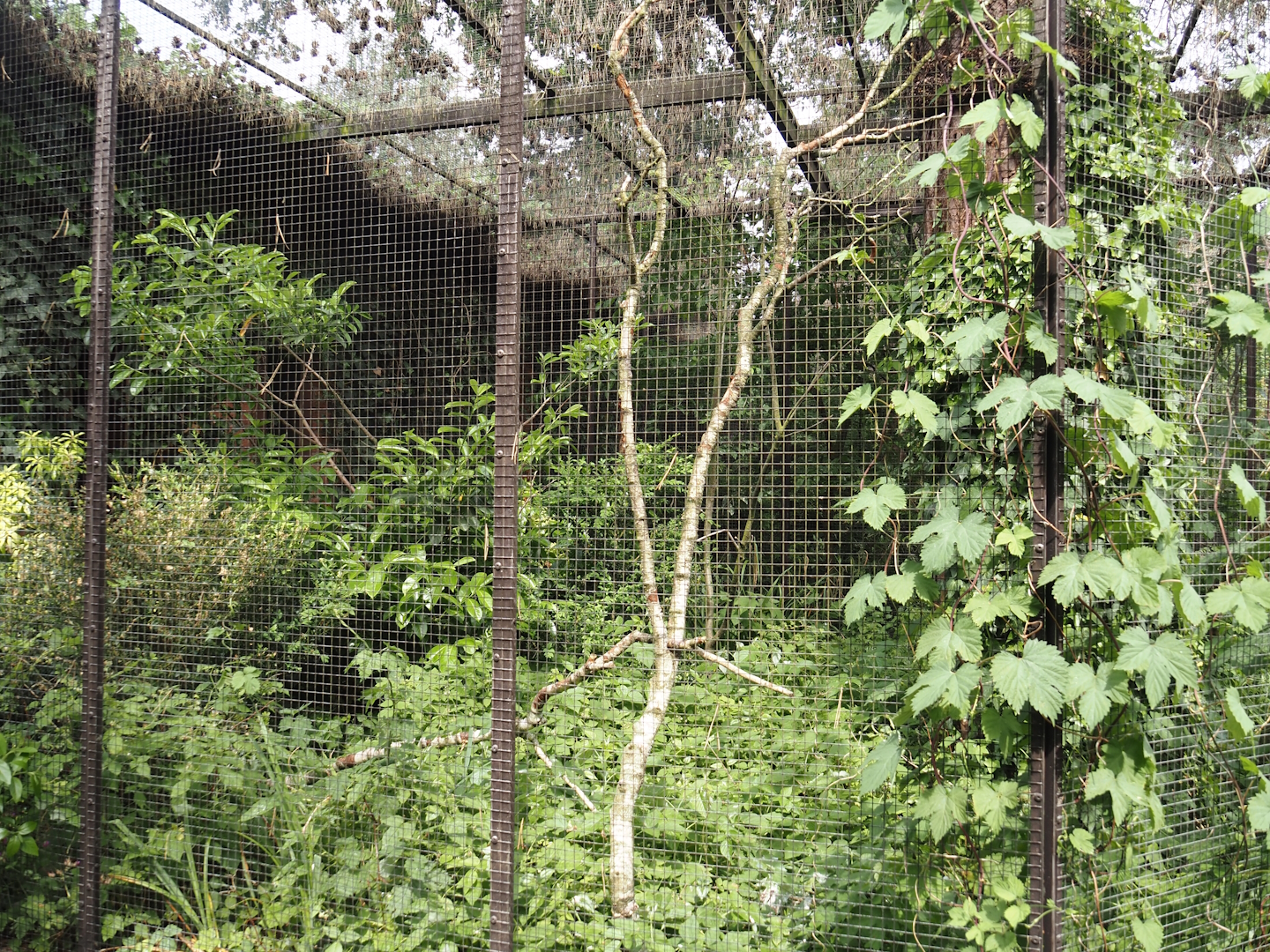 Fawn-breasted bowerbird aviary, 2024-05-21