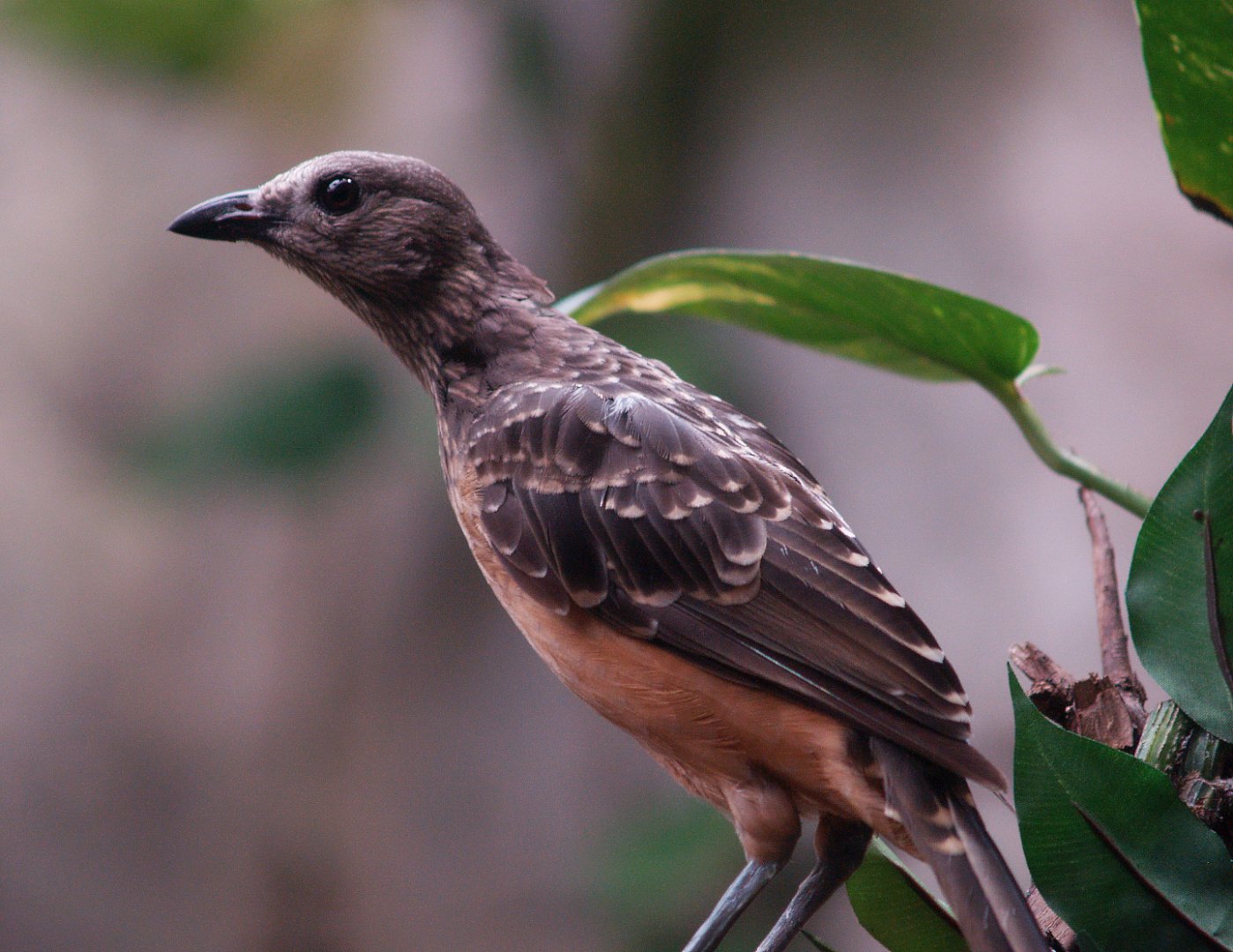 Fawn-breasted bowerbird (Chlamydera cerviniventris), 2008-06-28