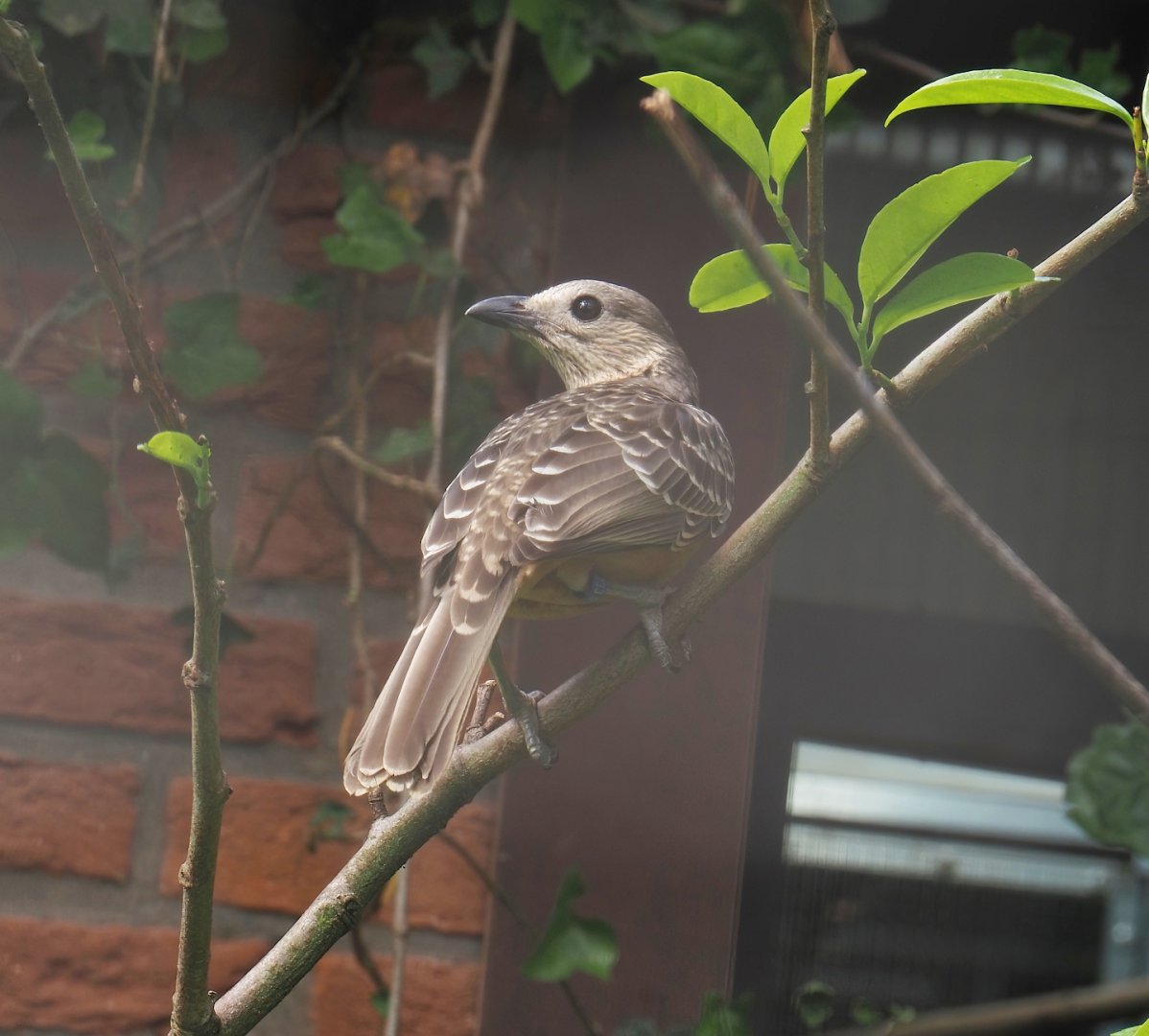 Fawn-breasted bowerbird (Chlamydera cerviniventris), 2024-05-21