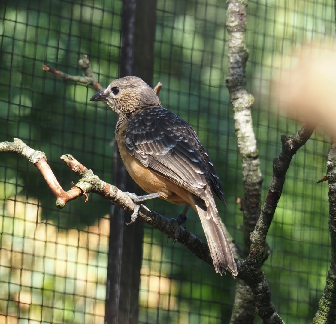 Fawn-breasted bowerbird (Chlamydera cerviniventris), 2024-05-23