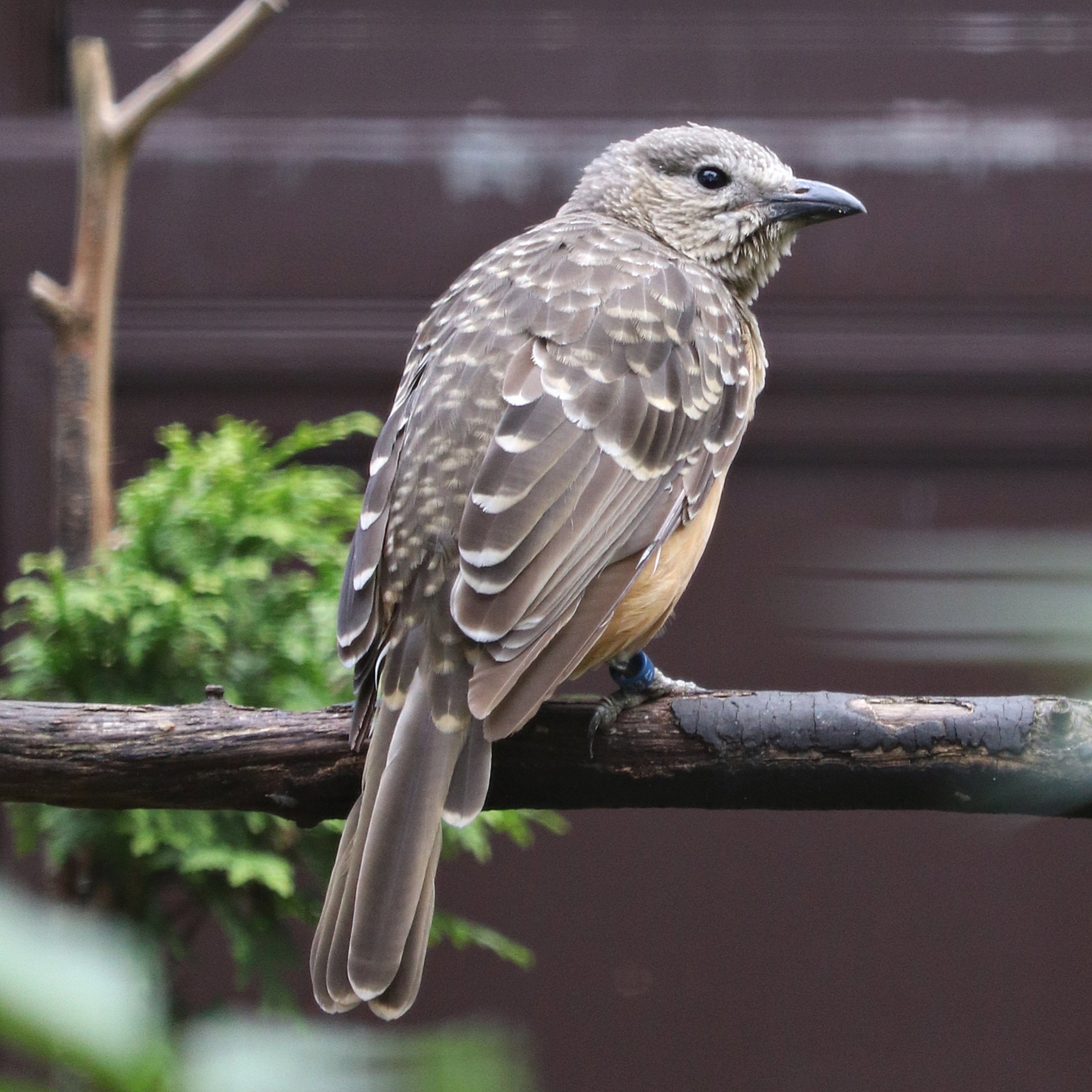 Fawn-breasted bowerbird (Chlamydera cerviniventris) - "Blick hinter die Kulissen"