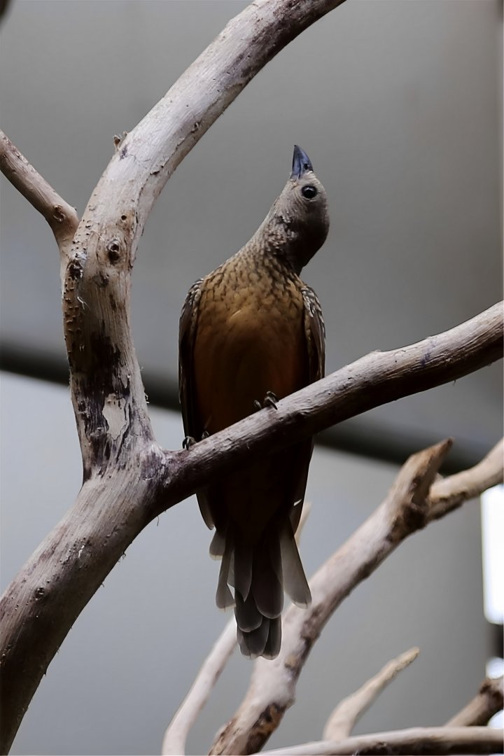 Fawn-breasted Bowerbird (Chlamydera cerviniventris), July 2016