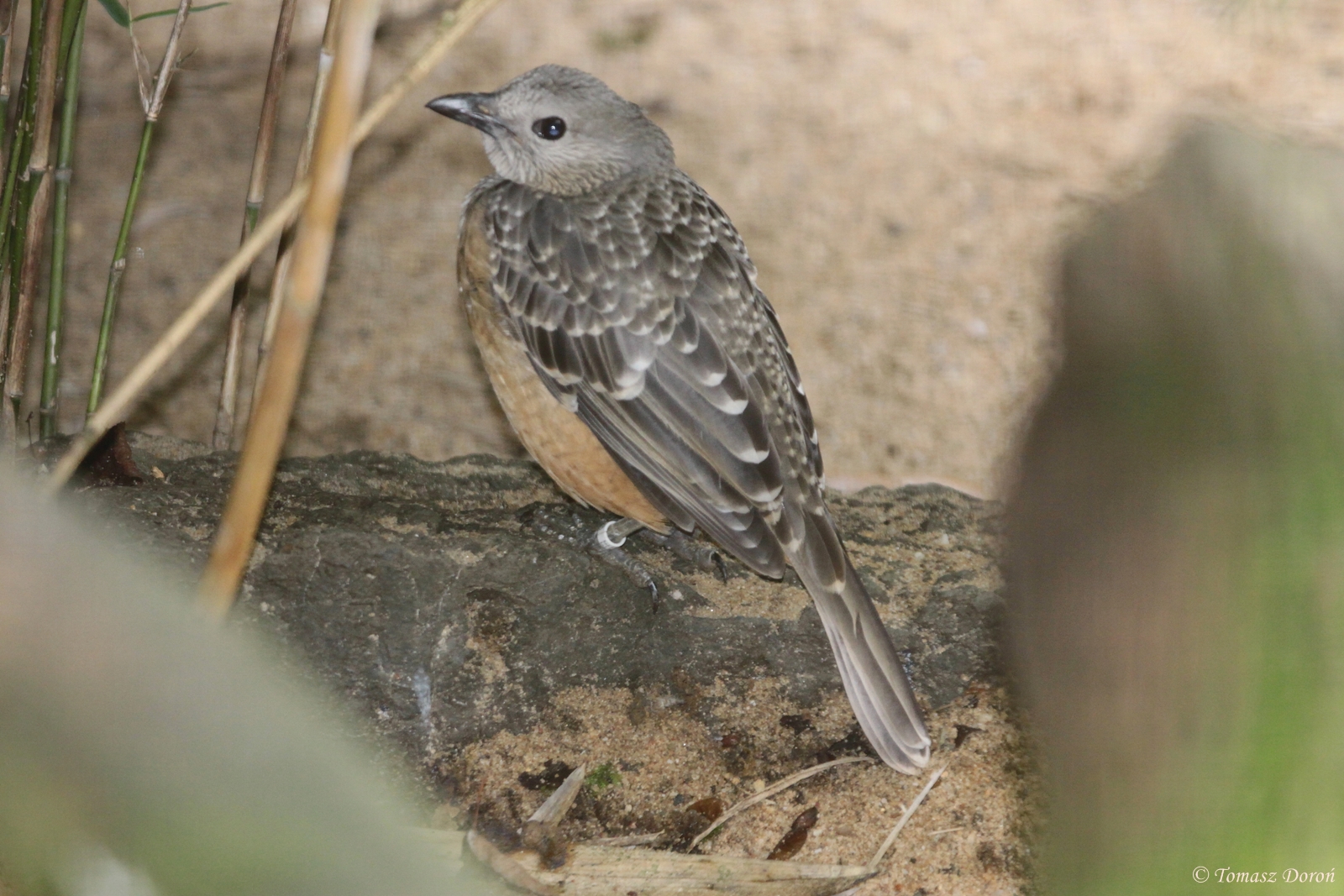 Fawn-breasted Bowerbird (Chlamydera cerviniventris)